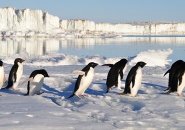 Cambio global en la Antártida: los pingüinos como indicadores